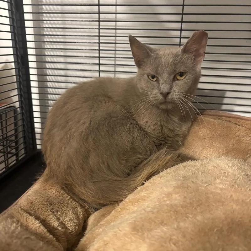 A young medium-sized male Gray / Blue / Silver Domestic Short Hair cat named Ghost Rj for adoption in Columbia, MO