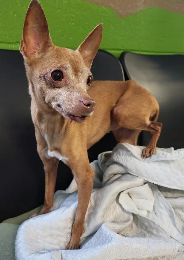 A senior small-sized female Chihuahua dog named Pen  Annie for adoption in Lawrenceville, GA