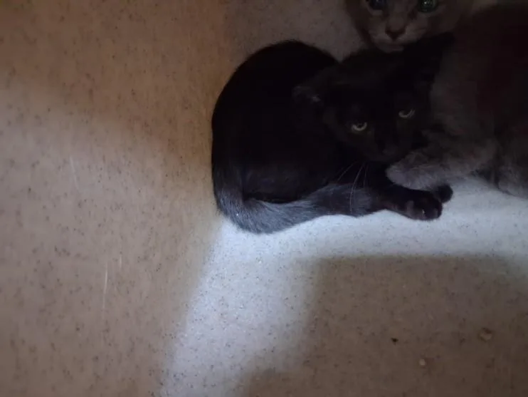 A baby small-sized female Domestic Short Hair cat named Sveta for adoption in Santa Fe, NM