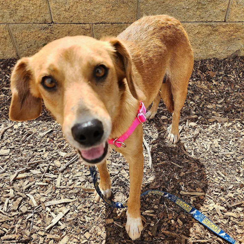 An adult medium-sized female Brown / Chocolate Australian Shepherd dog named Willie Mae for adoption in Falls Church, VA