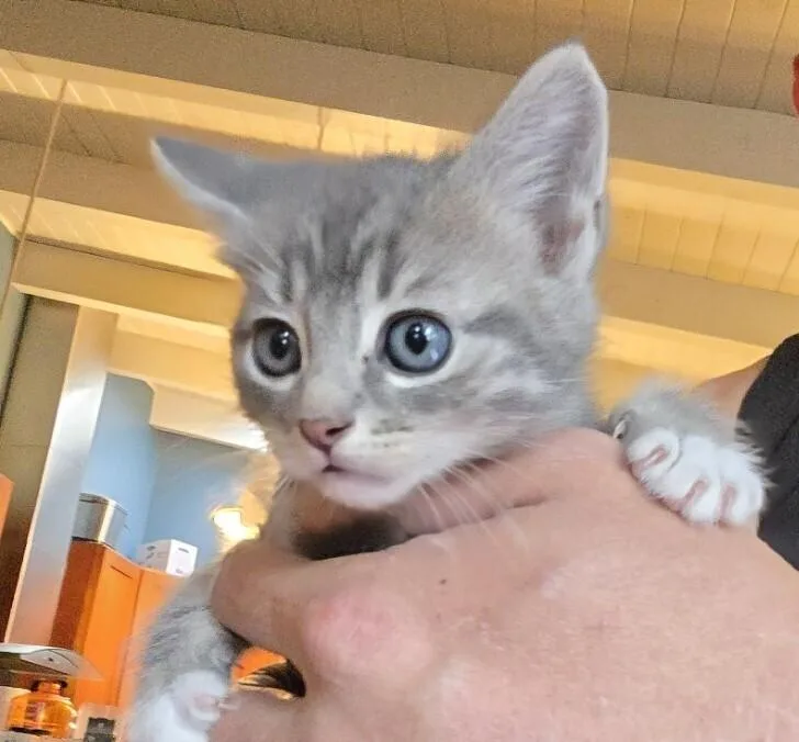 A baby small-sized male Domestic Medium Hair cat named Vegeta for adoption in Pacifica, CA