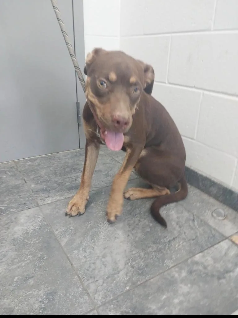A baby large-sized male Mixed Breed dog named Yamcha for adoption in Oxford, NC