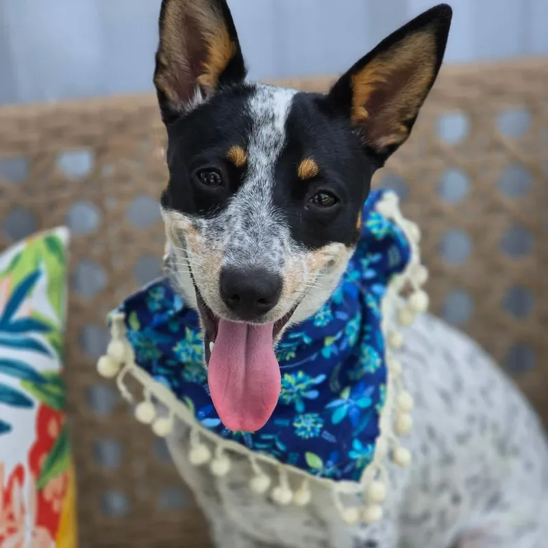 Dottie thumbnail 2