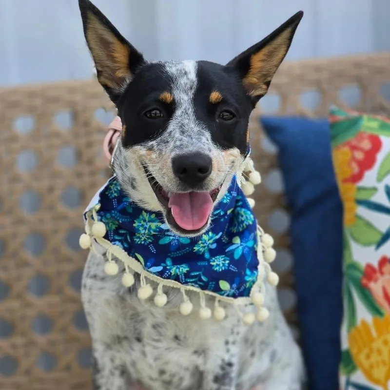Dottie thumbnail 3
