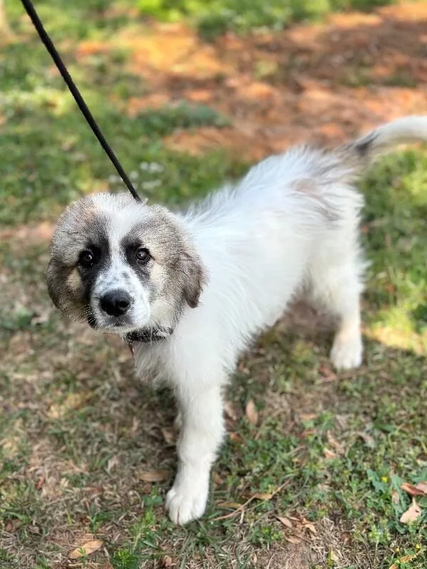 A baby medium-sized male White / Cream Great Pyrenees dog named Murphy for adoption in Aiken, SC