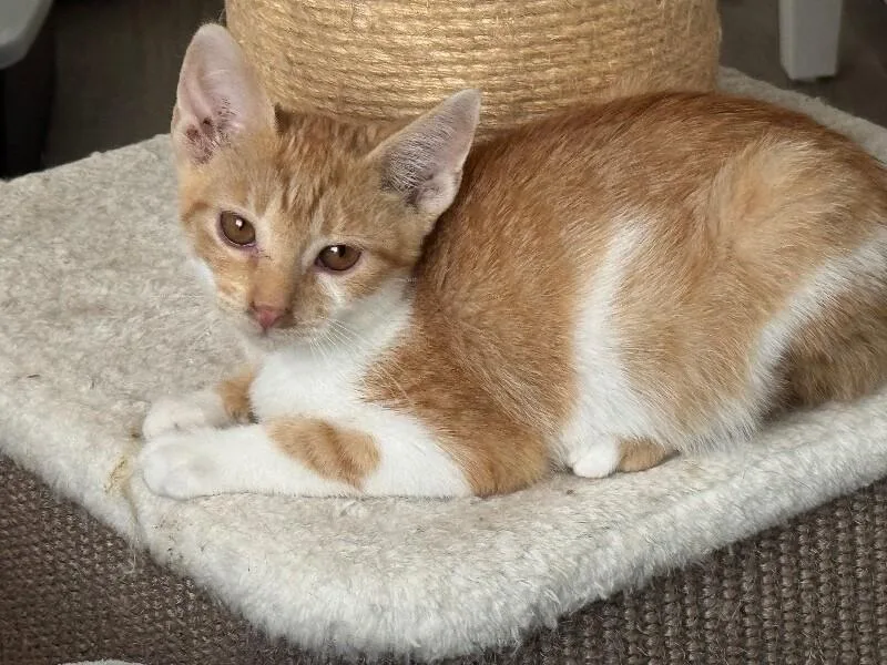 Hunter H Litter