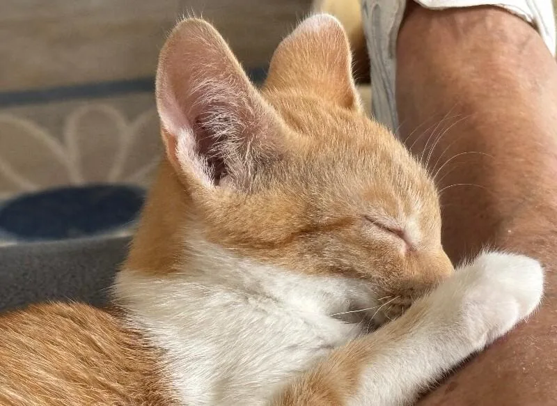 Hunter  H Litter thumbnail 2