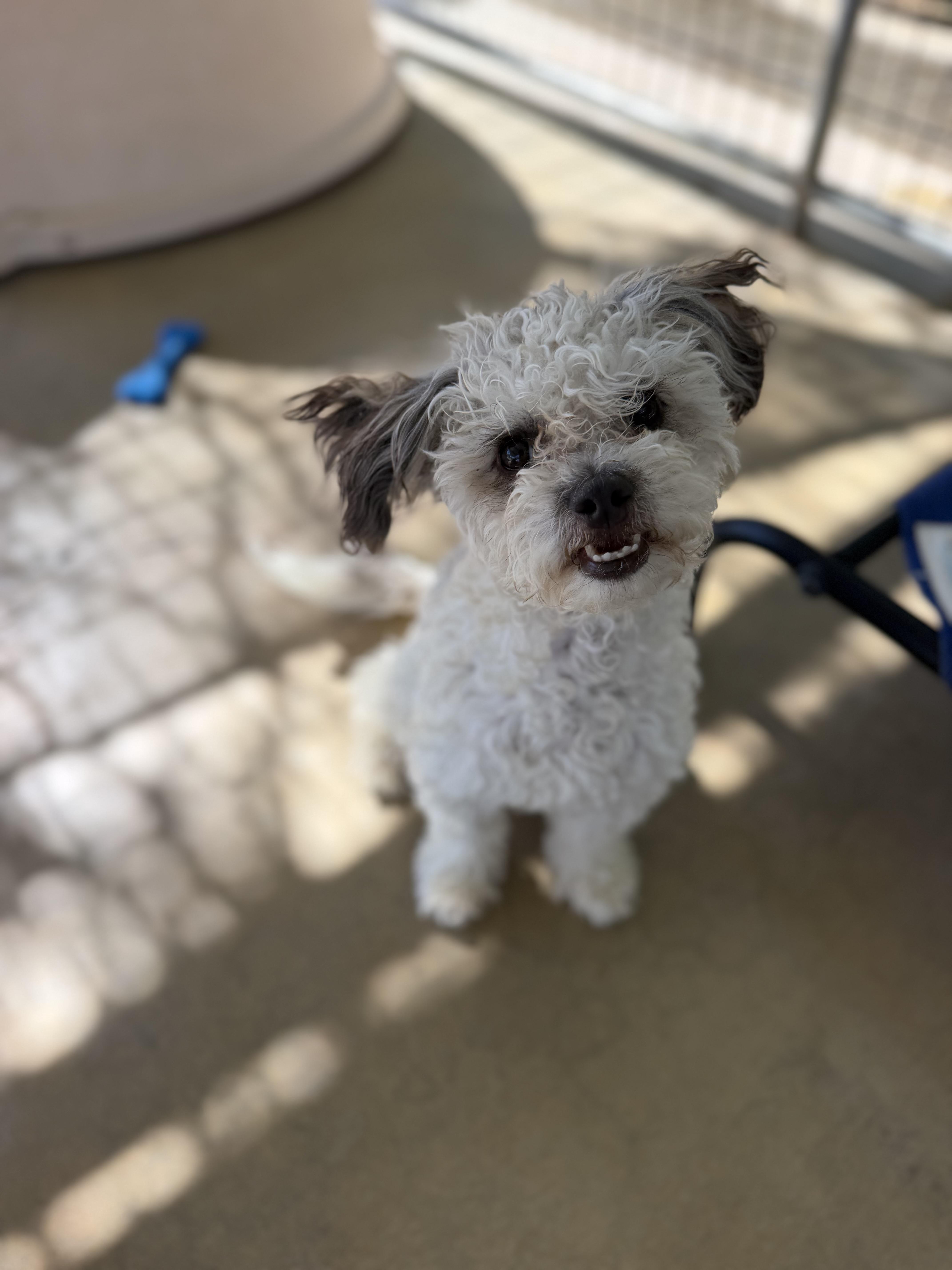 A young small-sized male Gray / Blue / Silver Poodle (Toy) dog named Sunny for adoption in Littlerock, CA