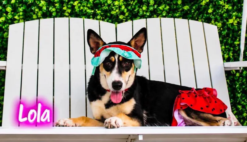 A young medium-sized female Tricolor (Brown, Black, & White) Australian Cattle Dog / Blue Heeler dog named Lola for adoption in Gregory, TX
