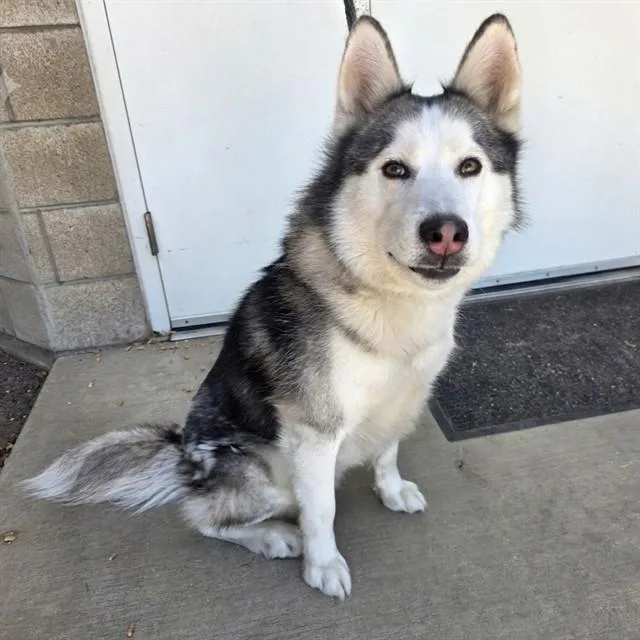 A young large-sized male Siberian Husky dog named Gordi for adoption in Long Beach, CA