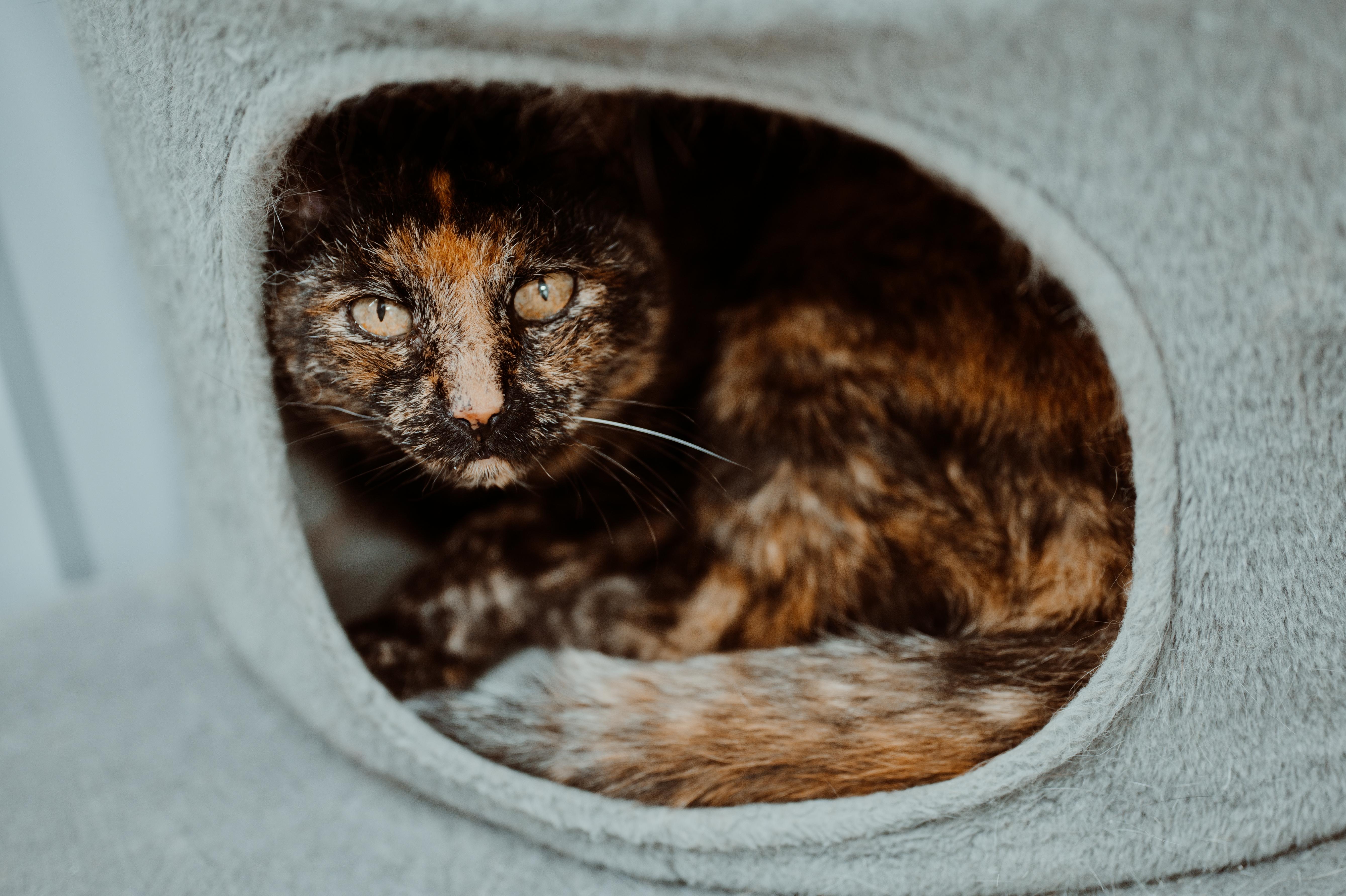 An adult medium-sized female Tortoiseshell cat named Buttercup for adoption in Le Mars, IA