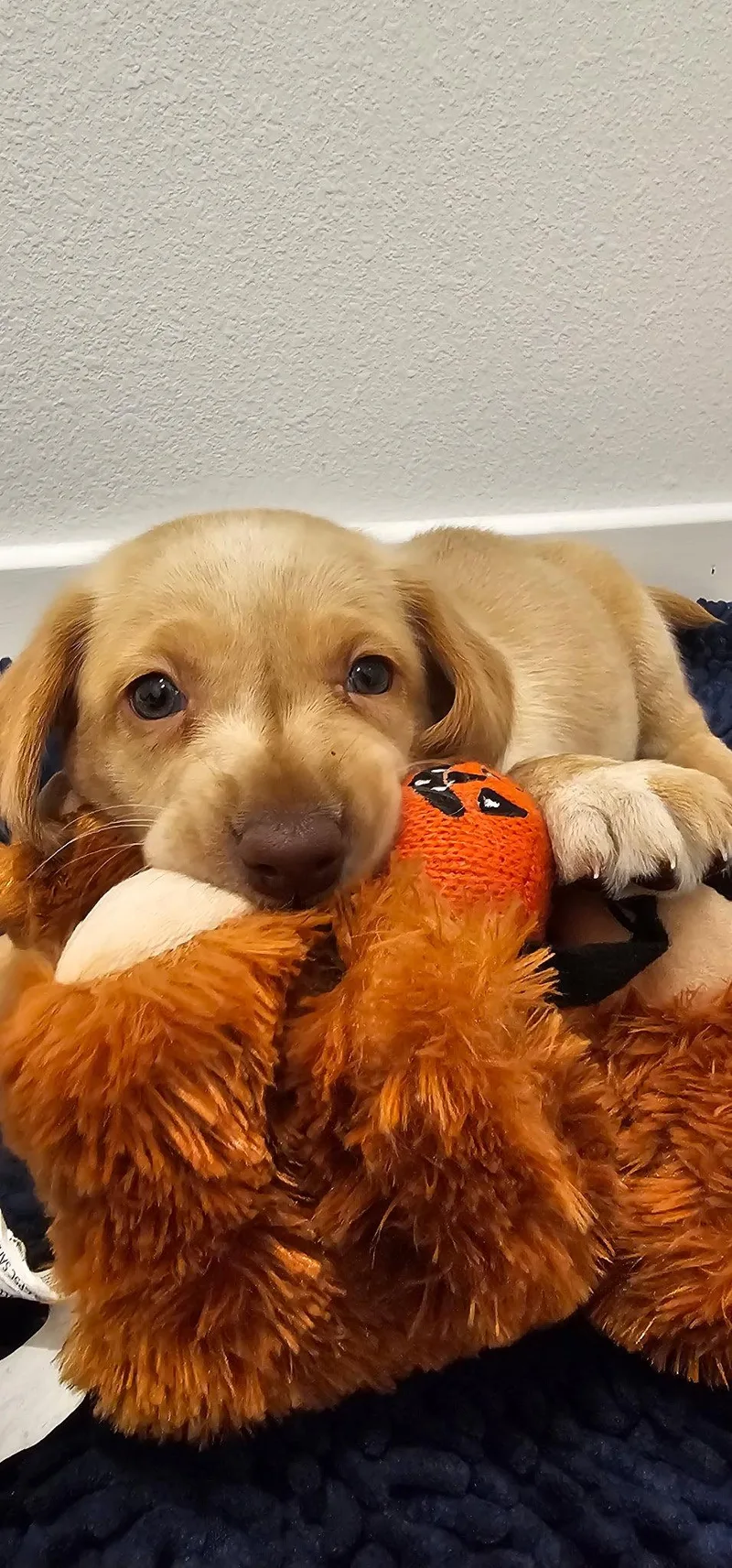 A baby medium-sized female Labrador Retriever dog named Honey Doodle for adoption in Valrico, FL
