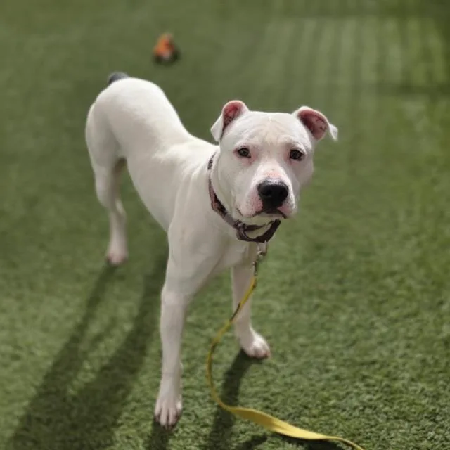 A young medium-sized male Pit Bull Terrier dog named Zipadeedoodah for adoption in Las Vegas, NV