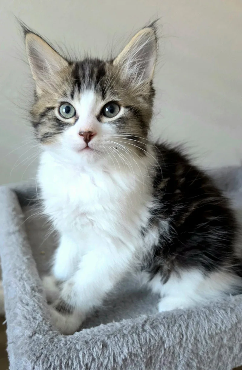 A baby medium-sized male Domestic Medium Hair cat named Marcel for adoption in Campbell, CA