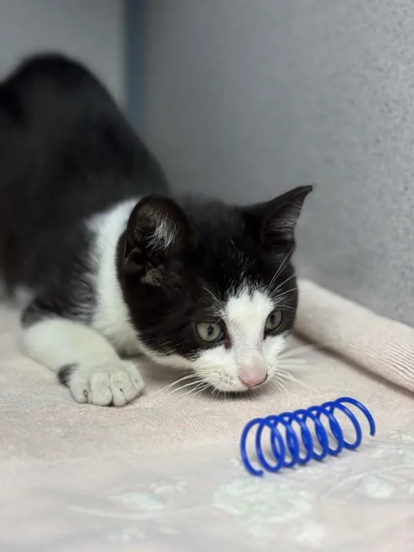 A baby small-sized male Domestic Short Hair cat named Maestro for adoption in Skillman, NJ