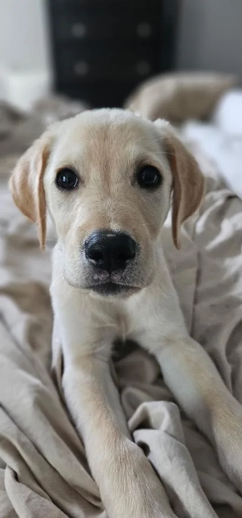 A baby medium-sized male Labrador Retriever dog named Luka for adoption in Fort Mill, SC