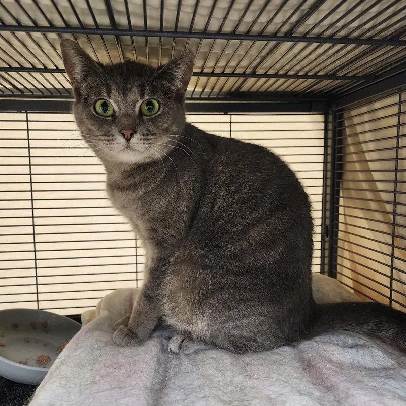 An adult medium-sized female Gray / Blue / Silver Domestic Short Hair cat named Phoebe for adoption in Monroe, MI