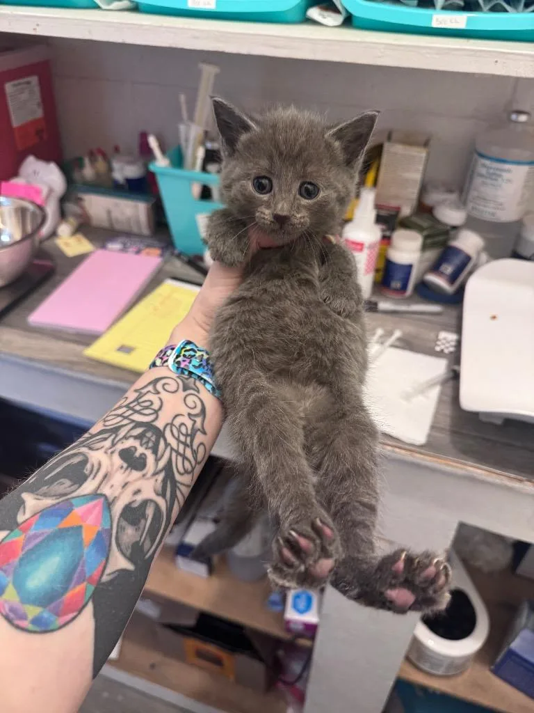 A baby medium-sized male Domestic Short Hair cat named Trout for adoption in Johnson City, TN