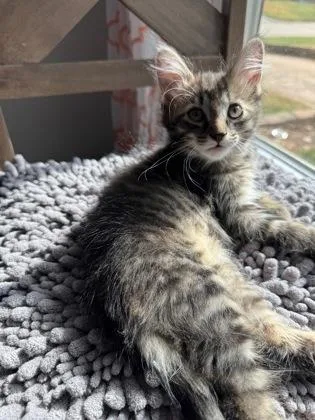 A baby medium-sized female Tabby (Brown / Chocolate) Domestic Medium Hair cat named Tortellini for adoption in Edmond, OK