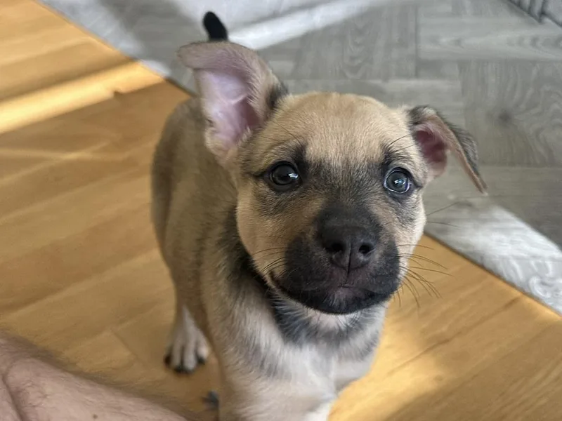A baby medium-sized male Shepherd dog named Banjo for adoption in Thornton, CO
