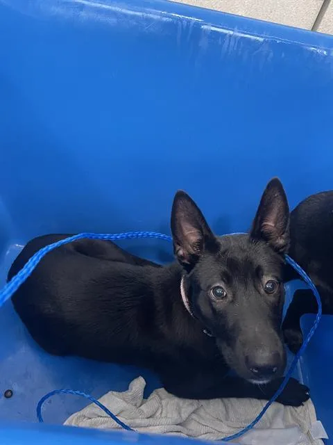 A baby large-sized female Mixed Breed dog named Daphne for adoption in Dallas, TX