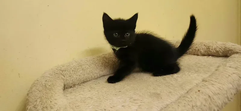 A baby small-sized female Black Domestic Short Hair cat named Maizie for adoption in Henrico, VA