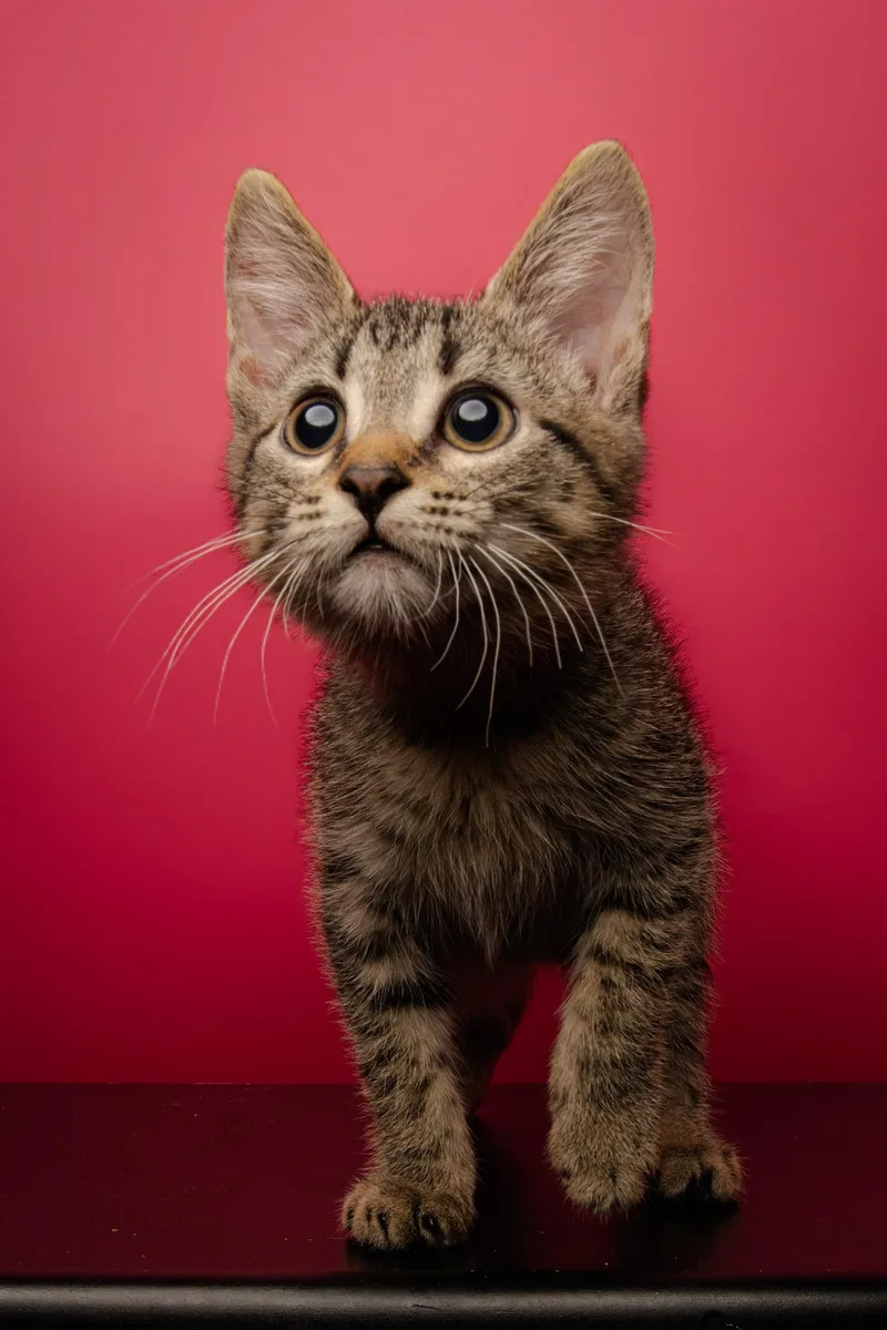 A baby medium-sized male Tabby (Brown / Chocolate) Domestic Short Hair cat named Tiger for adoption in Jackson, GA