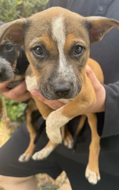 A baby small-sized male Labrador Retriever dog named Sunny for adoption in San Antonio, TX