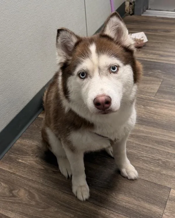 An adult large-sized female Siberian Husky dog named Tsuki for adoption in San Diego, CA