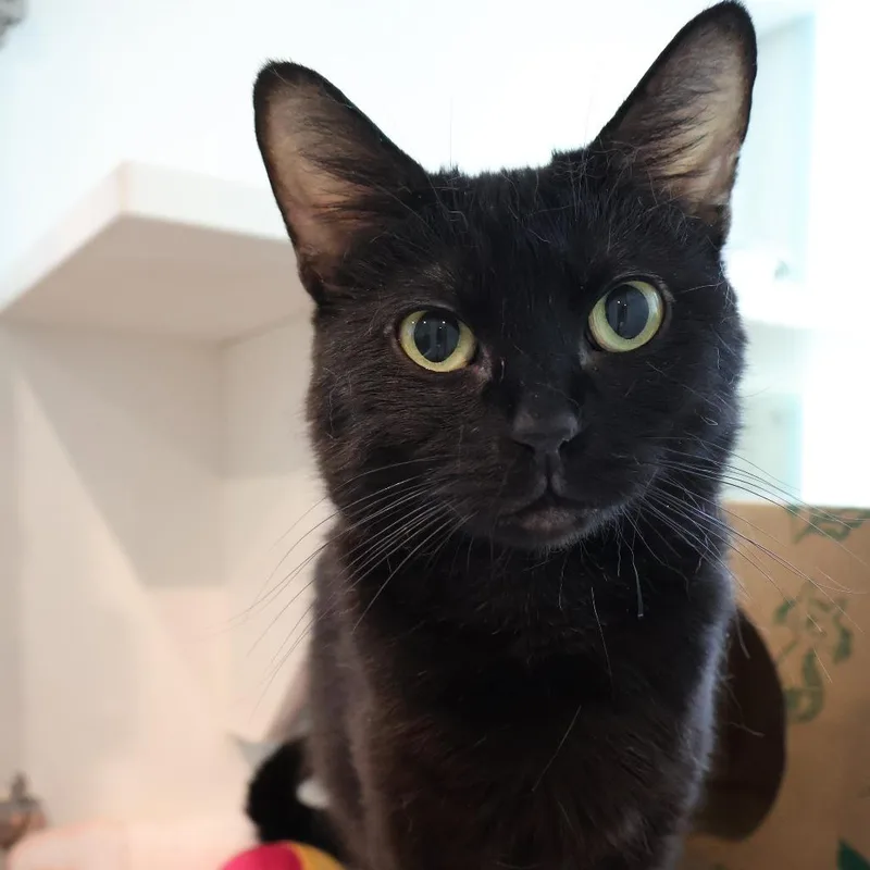An adult medium-sized female Black Domestic Short Hair cat named Tokyo for adoption in Saint Charles, MO