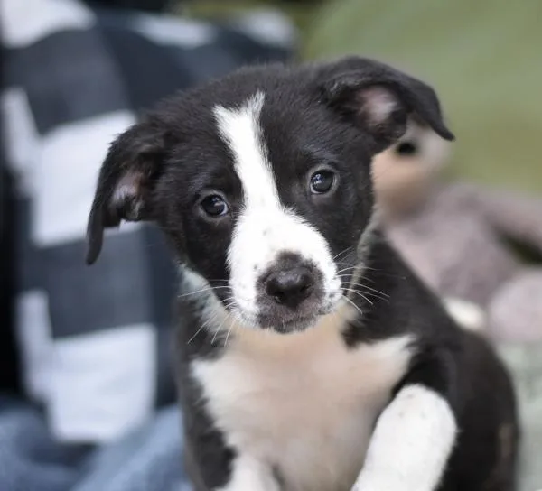 Winston