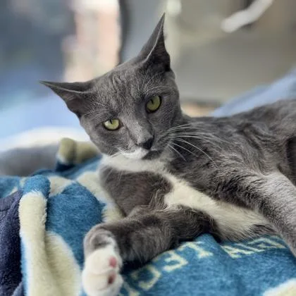 An adult small-sized female Gray / Blue / Silver Domestic Short Hair cat named Ada Lovelace for adoption in Atlanta, GA
