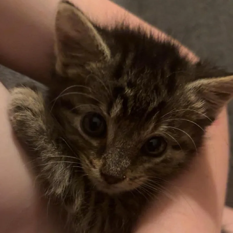 A baby small-sized male Brown / Chocolate Domestic Short Hair cat named Branch for adoption in Chillicothe, IL