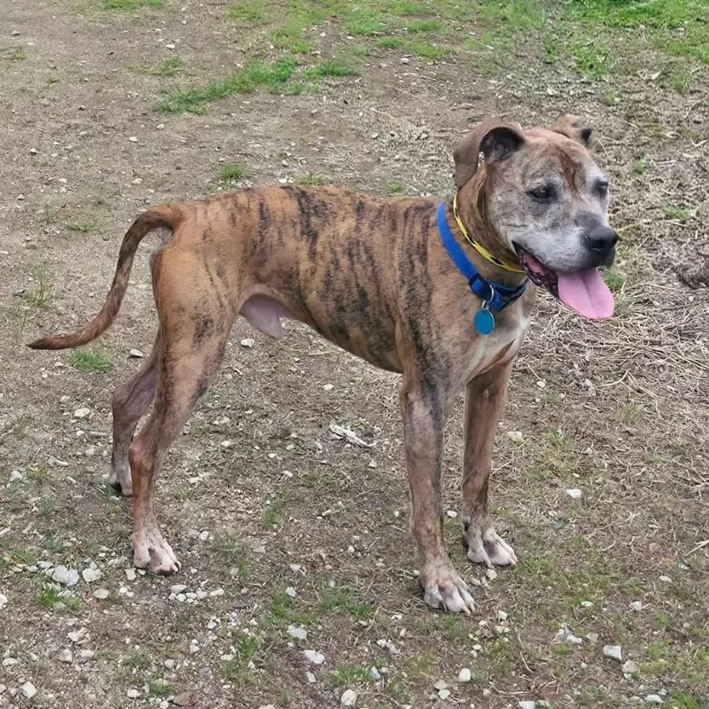 A senior medium-sized male Brindle Boxer dog named Remington for adoption in Conway, NH
