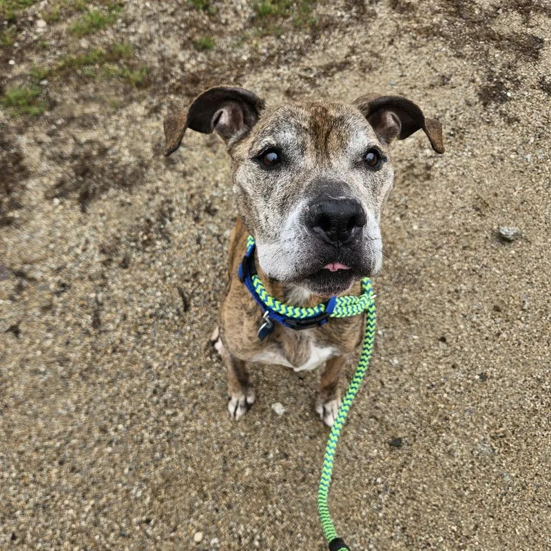 Remington thumbnail 5