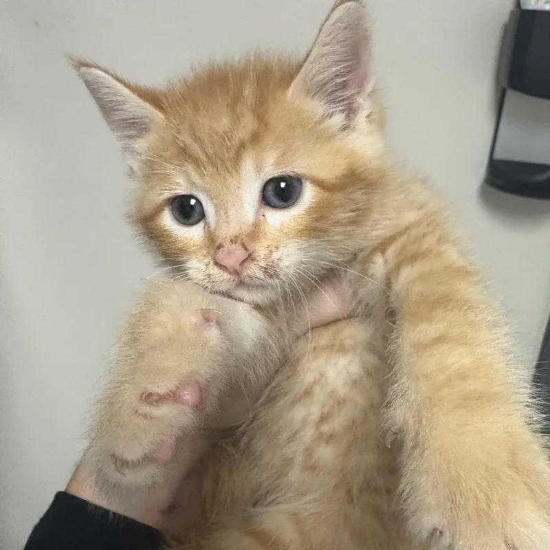 A young medium-sized male Orange / Red Domestic Short Hair cat named Candy Corn for adoption in Blue Springs, MO