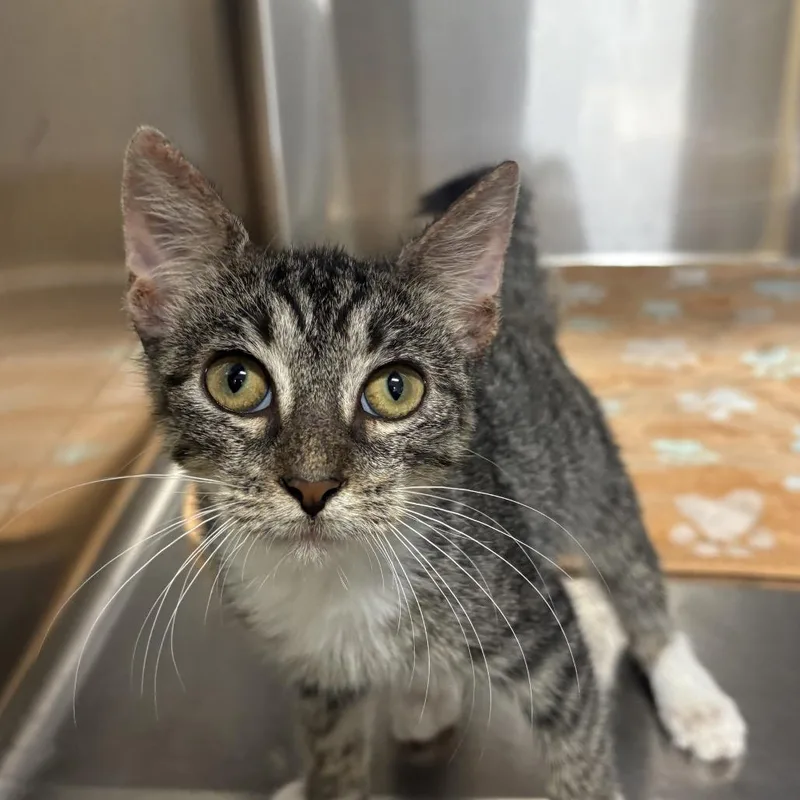 A baby medium-sized male Brown / Chocolate Domestic Short Hair cat named Strat for adoption in Naples, FL