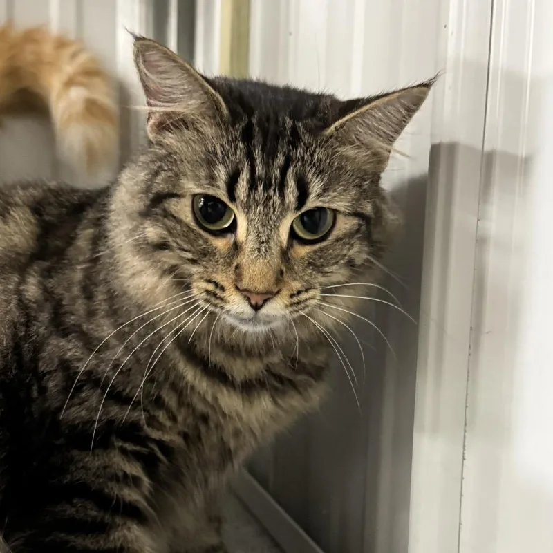 Veronica thumbnail 2