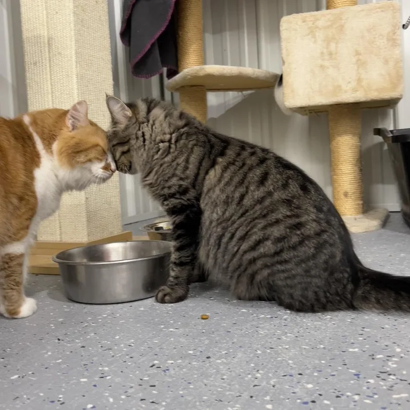 Veronica thumbnail 3