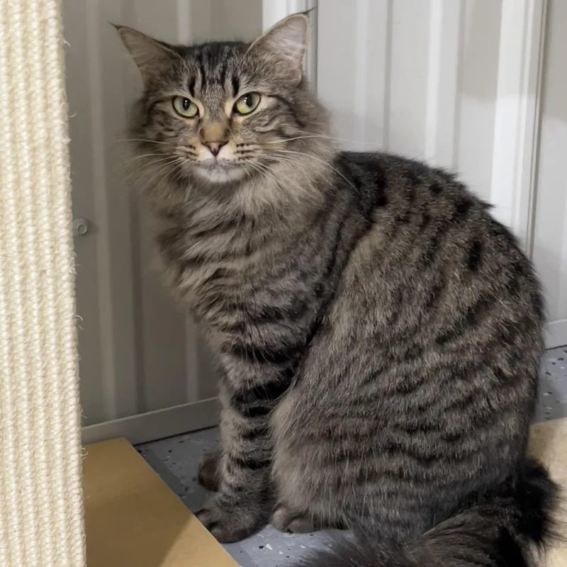 Veronica thumbnail 4