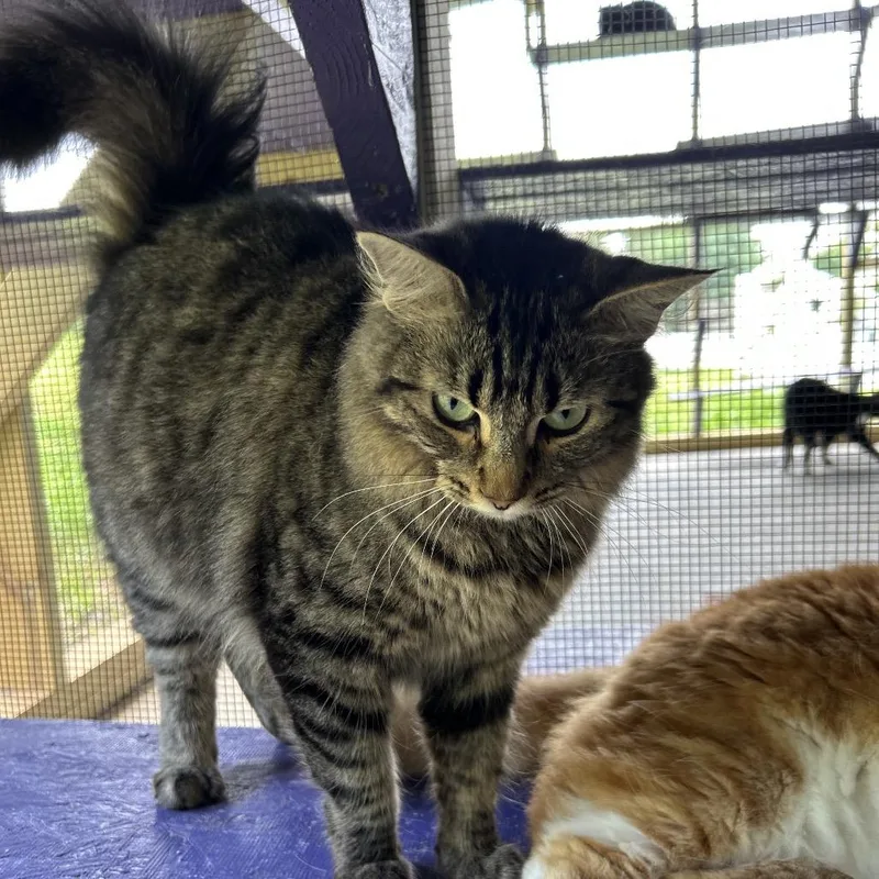 Veronica thumbnail 5