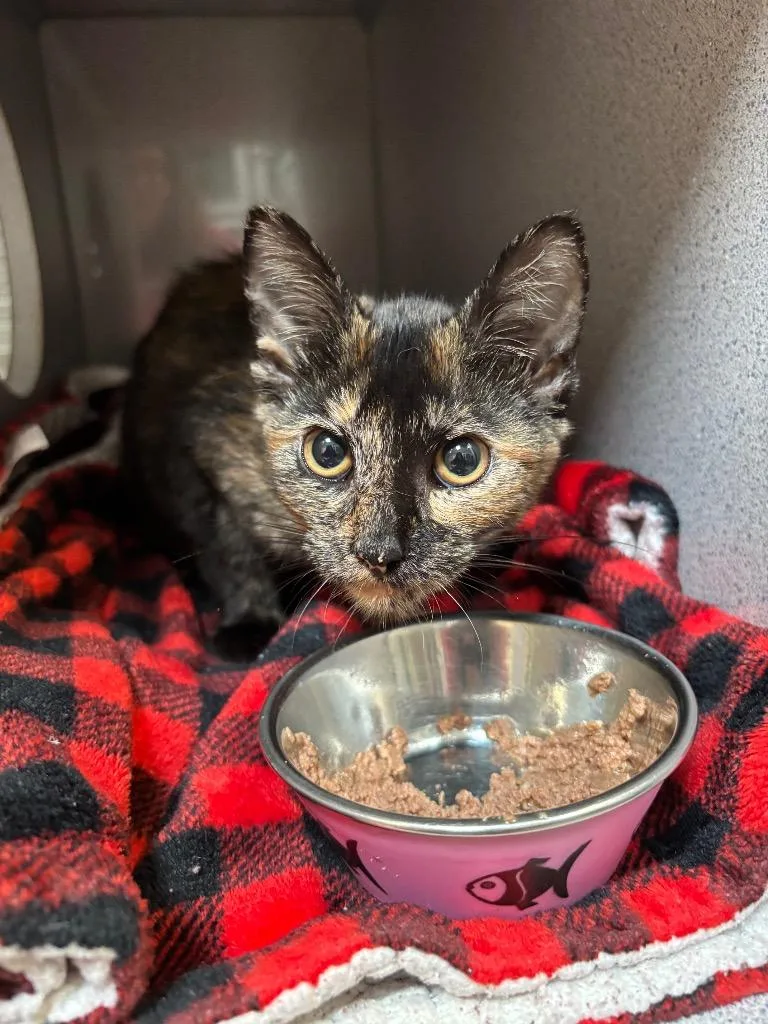 A baby small-sized female Domestic Short Hair cat named Cavatappi for adoption in Liverpool, NY