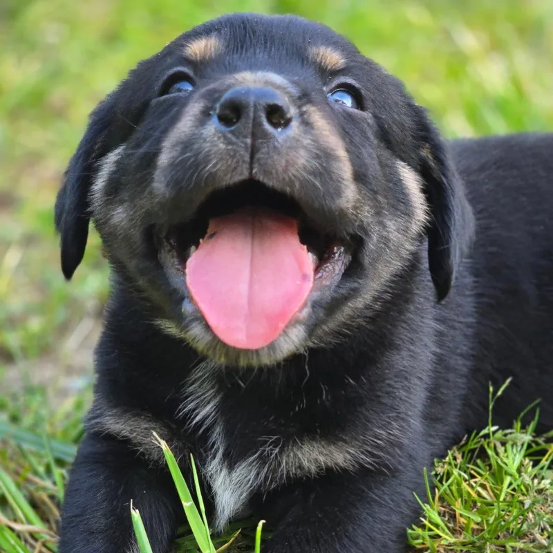 A baby medium-sized male Mixed Breed dog named Bovie for adoption in Alexandria, VA