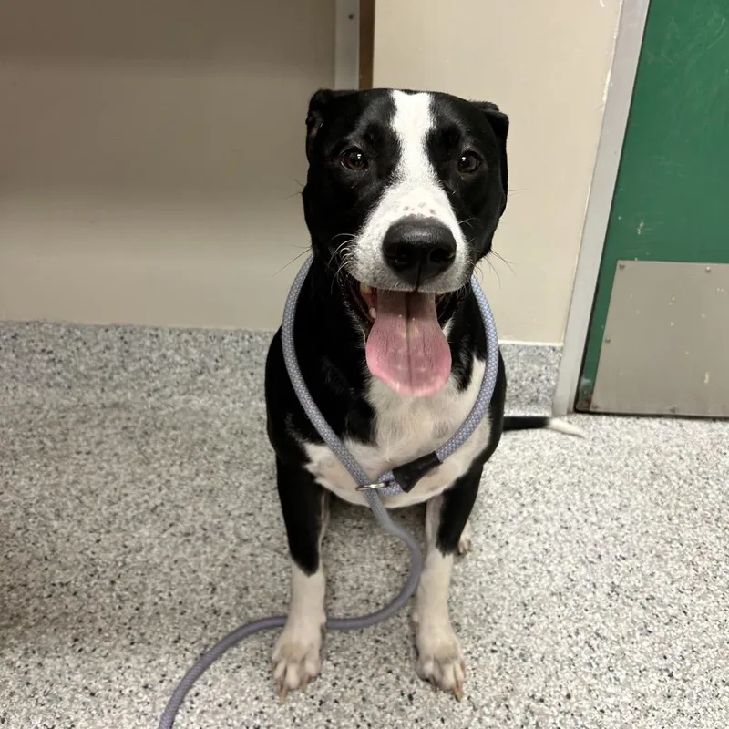 An adult large-sized male Border Collie dog named Marley for adoption in Reno, NV