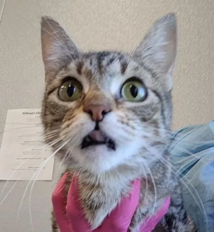 An adult medium-sized female Domestic Short Hair cat named Opal for adoption in Lafayette, IN