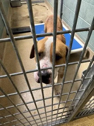 A young medium-sized male Pit Bull Terrier dog named Tyke for adoption in Oakland, CA