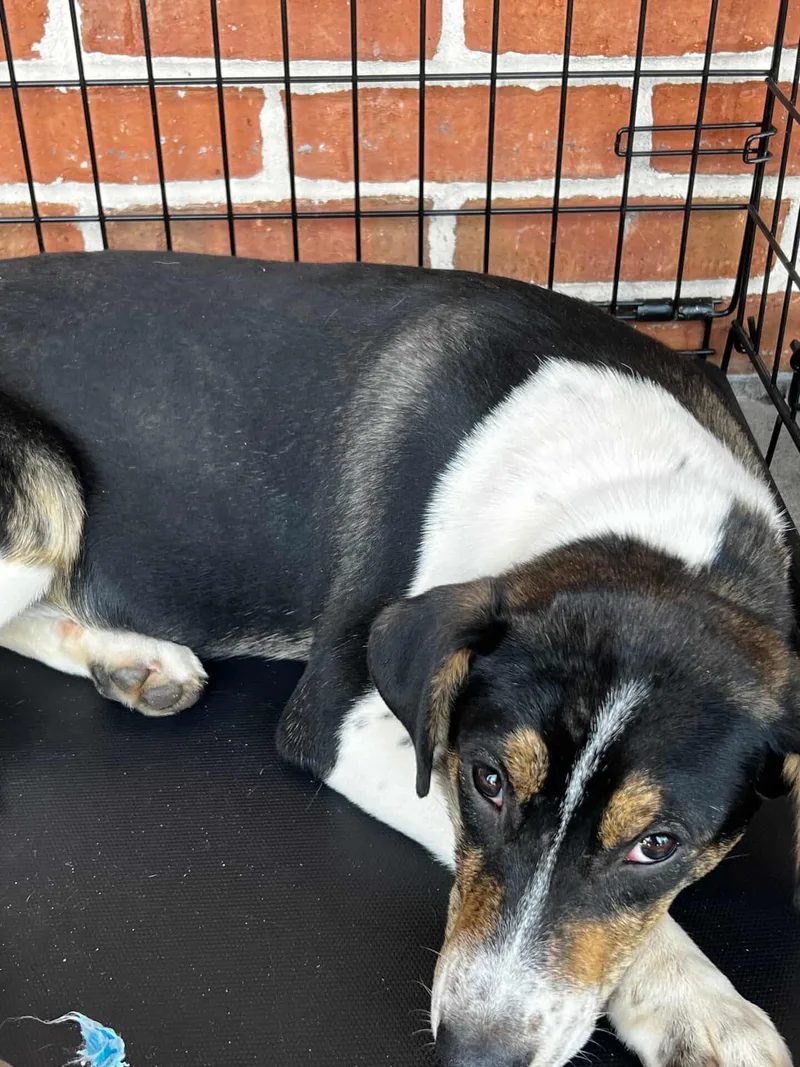 Cheyenne thumbnail 2