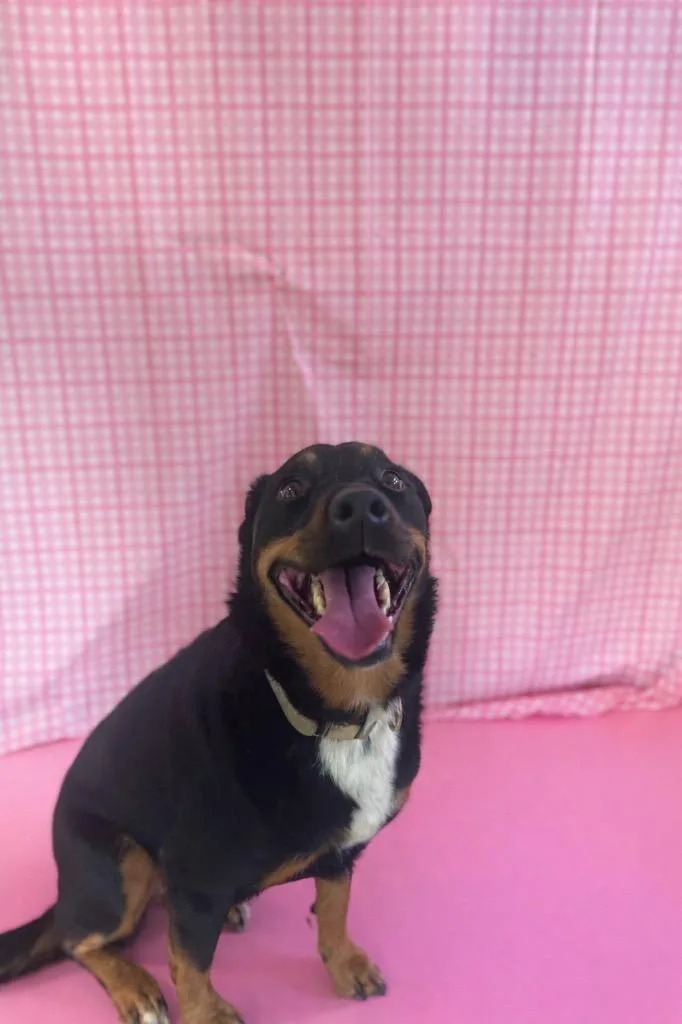 An adult medium-sized female Tricolor (Brown, Black, & White) Mixed Breed dog named Precious for adoption in Chickasha, OK