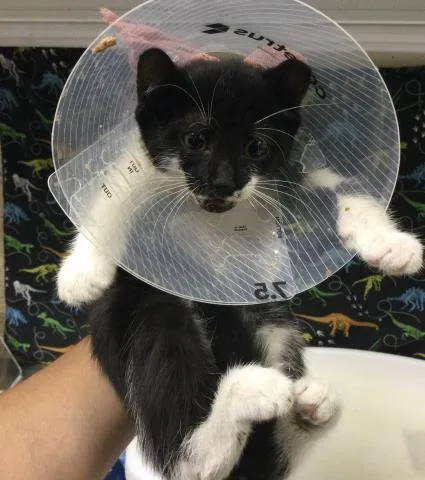 A baby small-sized male Domestic Short Hair cat named Bunny for adoption in Riverside, CA
