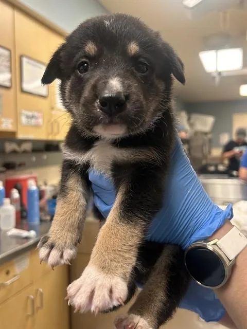 A baby small-sized male German Shepherd Dog dog named Ferb Flynn for adoption in Riverside, CA